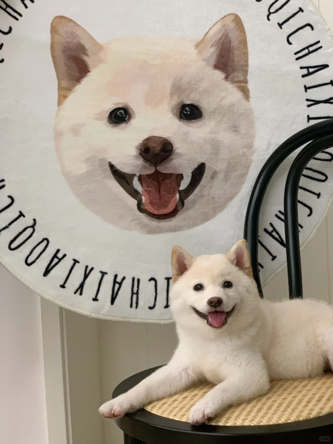 Custom Pet Carpet